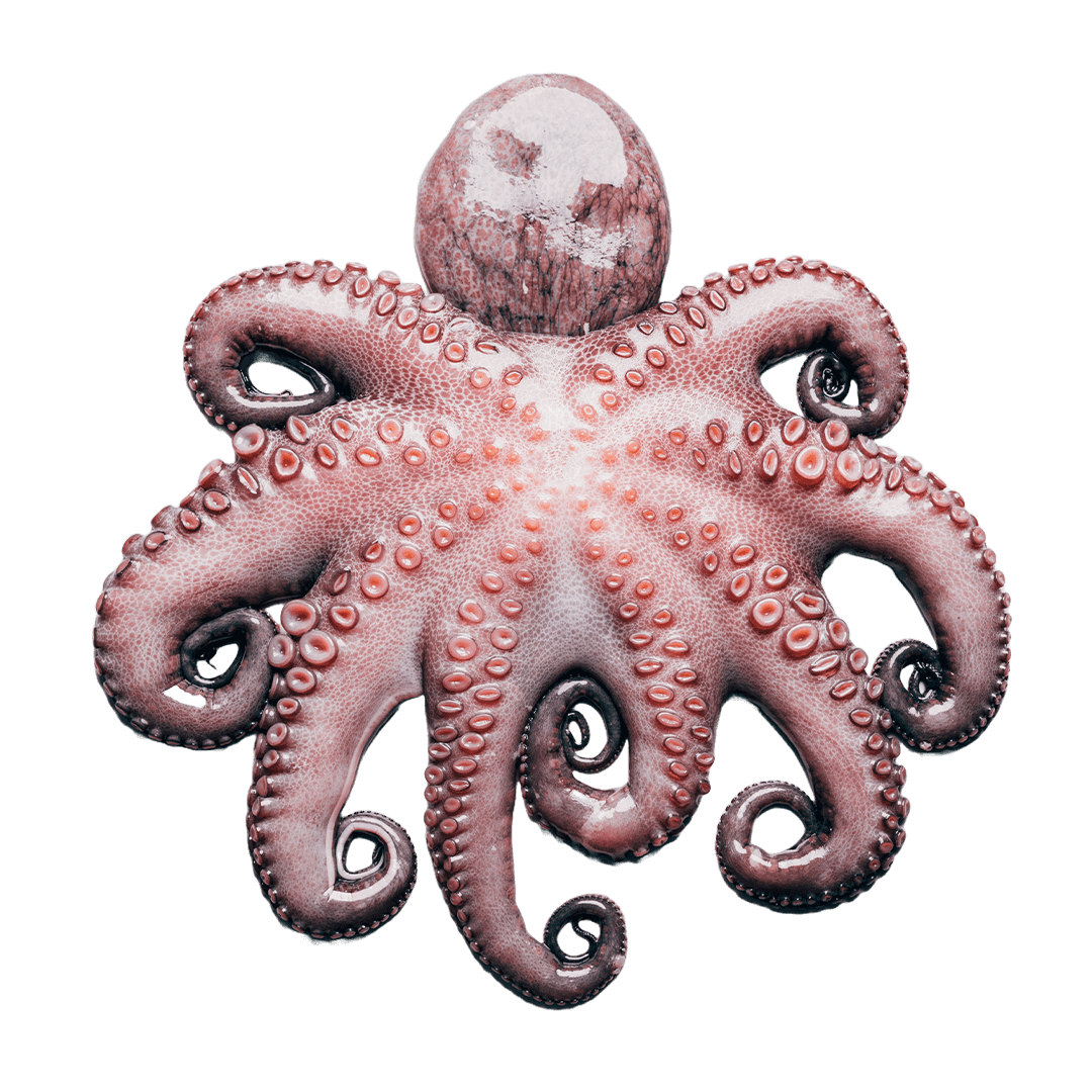 Pulpo